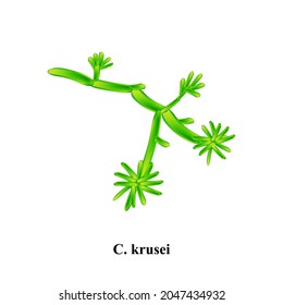 C. krusei candida. Pathogenic yeast-like fungi of the Candida type morphological structure. Vector illustration on isolated background