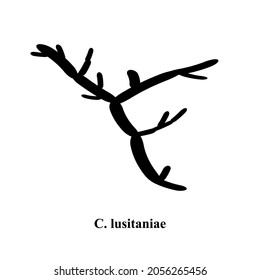 C. lusitaniae candida. Pathogenic yeast-like fungi of the Candida type morphological structure. Vector illustration on isolated background