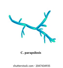 C. parapsilosis candida. Hongos patógenos de tipo levadura de la estructura morfológica de tipo Candida. Ilustración del vector en el fondo aislado