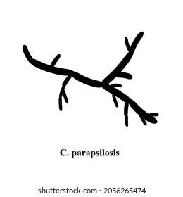 C. parapsilosis candida. Pathogenic yeast-like fungi of the Candida type morphological structure. Vector illustration on isolated background