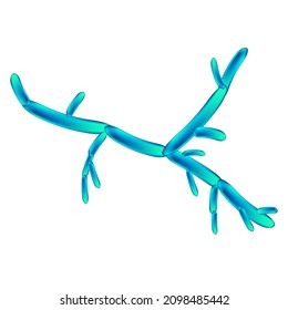 C. parapsilosis candida. Pathogenic yeast-like fungi of the Candida type morphological structure. Vector illustration on isolated background