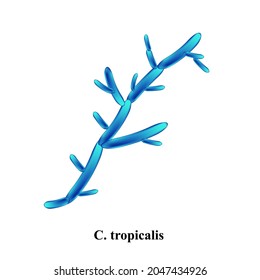 C. tropicalis candida. Pathogenic yeast-like fungi of the Candida type morphological structure. Vector illustration on isolated background