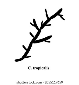 C. tropicalis candida. Pathogenic yeast-like fungi of the Candida type morphological structure. Vector illustration on isolated background