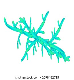 C. viswanathii candida. Pathogenic yeast-like fungi of the Candida type morphological structure. Vector illustration