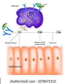 C3a generation in individuals with asthma. The complement system forms the central core of innate immunity. Factor B, H