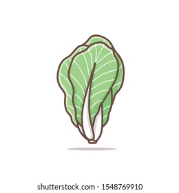 cabagge mustard greens vector illustrtion in isolated white