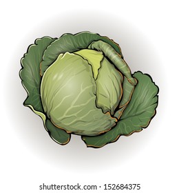 cabbage