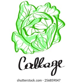  cabbage