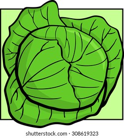 cabbage