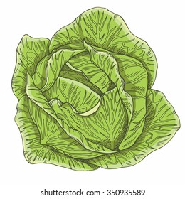 cabbage