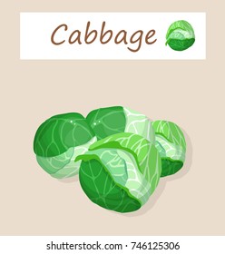 cabbage 