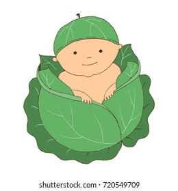 Cabbage Baby