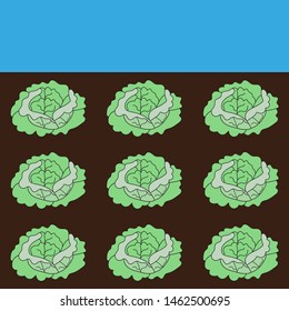 Cabbage beds in the ground