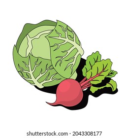 Cabbage, beets. Vector 3d sketch line isometric, color icon illustration, flat style. Creative design idea and elements for infographics and website.