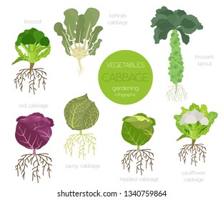 Cabbage beneficial features graphic set. Gardening, farming infographic, how it grows. Flat style design. Vector illustration