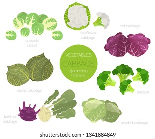 Cabbage beneficial features graphic set. Gardening, farming infographic, how it grows. Flat style design. Vector illustration