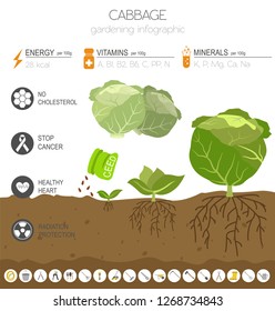 Cabbage beneficial features graphic template. Gardening, farming infographic, how it grows. Flat style design. Vector illustration