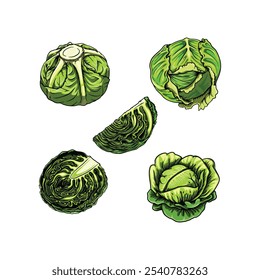 Repollo con grandes hojas verdes brillantes en Ilustración vectorial