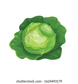 Cabbage with big leaves in cartoon trendy style. Healthy food. Farm fresh veggie just from the garden. Organic eco vegetable for salads. Vector illustration isolated on white background.
