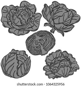 Cabbage black line with background, vector