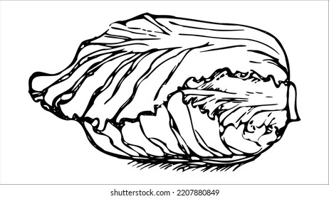 Cabbage Black White Hand Drawn Illustration Stock Vector (Royalty Free ...