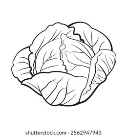 Cabbage, Black and White stylized, Vector Illustration	