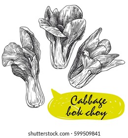 cabbage bok choy. harvesting