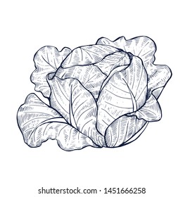 Cabbage botanical hand drawn Isolated vector illustration. Organic vegetarian product. Cabbage symbol applicable for restaurant menu or packaging, label, poster, print. Engraving style.