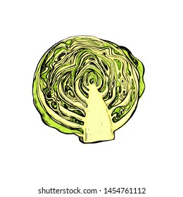 Cabbage botanical hand drawn Isolated vector illustration. Organic vegetarian product. Cabbage symbol applicable for restaurant menu or packaging, label, poster, print. Engraving style.