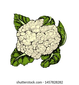 Сauliflower Cabbage botanical hand drawn Isolated vector illustration. Organic vegetarian product. Сauliflower applicable for restaurant menu or packaging, label, poster, print. Engraving style.