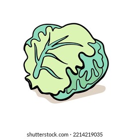 Cabbage botanical hand drawn Isolated vector illustration. Organic vegetarian product. Cabbage applicable for restaurant menu or packaging, label, poster, print. Engraving style.