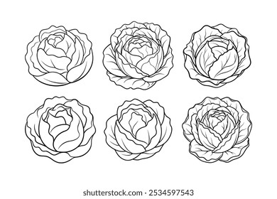 Cabbage (Brassica oleracea) design, labeled line art vector illustration