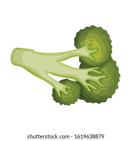 Cabbage of broccoli vector icon.Cartoon vector icon isolated on white background cabbage of broccoli .