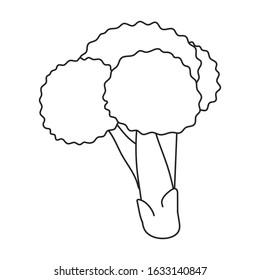 Cabbage of broccoli vector icon.Outline,line vector icon isolated on white background cabbage of broccoli .
