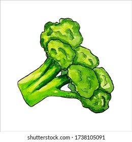 cabbage broccoli vector isolated on shallow background, diet vegetarian food, vitamins Watercolor vegetable broccoli closeup isolated on a white background. Hand painting on paper