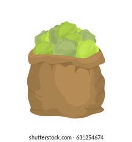 Cabbage Burlap bag. sack of vegetables. big crop on farm. sackful cabbage

