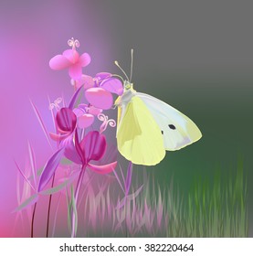 Cabbage butterfly can eat nectar from the flowers Ivan-tea/Butterfly on Ivan-tea