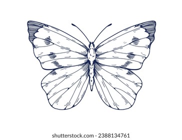 Cabbage butterfly, engraved etched drawing in vintage style. Retro detailed moth. Hand-drawn insect, tropical moth. Handdrawn woodcut vector graphic illustration isolated on white background