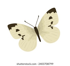 Cabbage butterfly flying also called Pieris brassicae family Pieridae. Large white moth with beautiful exotic wings, top view. Flat illustration beautiful insect isolated on white background. Vector