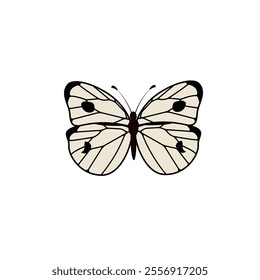 Cabbage butterfly flying also called Pieris brassicae family Pieridae. Large white moth with beautiful exotic wings, top view. Flat illustration beautiful insect isolated on white background. Vector