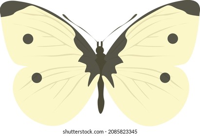 Cabbage butterfly, illustration, vector on a white background.