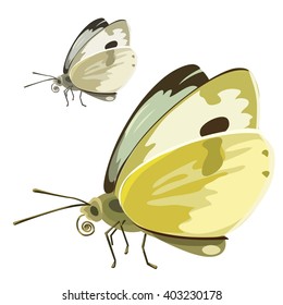 Cabbage butterfly (Pieris brassicae) isolated on a white background. Vector illustration.