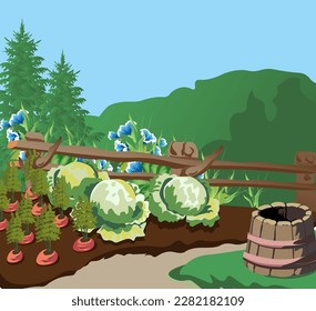 cabbage carrots root vegetables vegetable garden gardening beds agriculture autumn harvest seasons farm bucket wooden tub hillock ecology