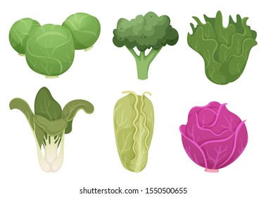 Cabbage cartoon. Green clean vegetable eco food fresh garden broccoli tasty farm cooking vector