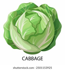 Cabbage in cartoon style on a white background. Vector illustration.