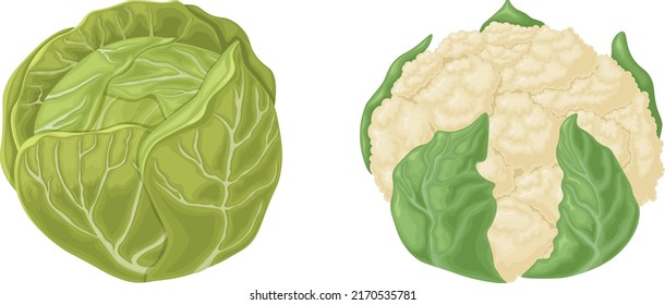 Cabbage. Cauliflower and white cabbage. Fresh vegetables. Farm vegetables. Organic vegetarian products. Vector illustration isolated on a white background