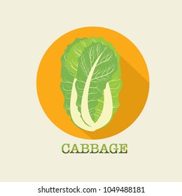 cabbage. chinese cabbage. useful vegetables. vegetarianism. Logo Vector illustration with text background.