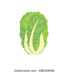 cabbage. chinese cabbage. useful vegetables. vegetarianism. Logo Vector illustration with text background.