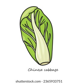 Cabbage chinese vector icon. Color vector icon isolated on white background cabbage chinese.