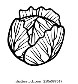 Cabbage circular shape  vector design